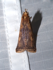 Stictogargetta lithosidia