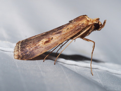 Stictogargetta lithosidia