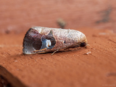 Westermannia albiorbis