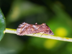 Lophoptera