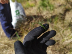 Phasmodes ranatriformis