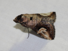 Pseudosphetta fissisigna