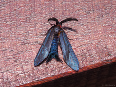 Zygaenidae