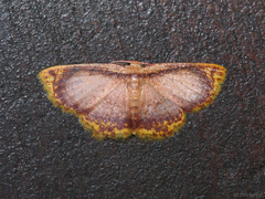 Chrysocraspeda comptaria