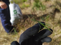 Phasmodes ranatriformis