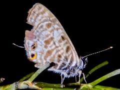 Leptotes