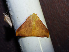 Arctornis marginata