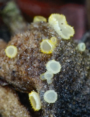 Arachnopeziza aurelia