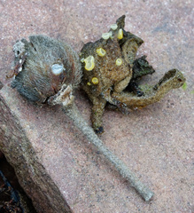 Arachnopeziza aurelia