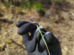 Phasmodes ranatriformis