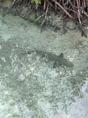 Negaprion brevirostris