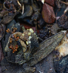 Arachnopeziza aurelia