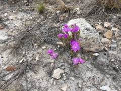Lampranthus falcatus