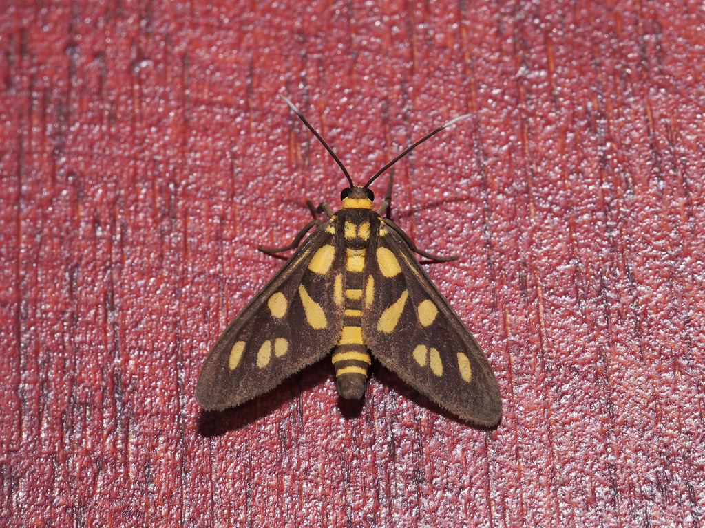 Amata borneogena
