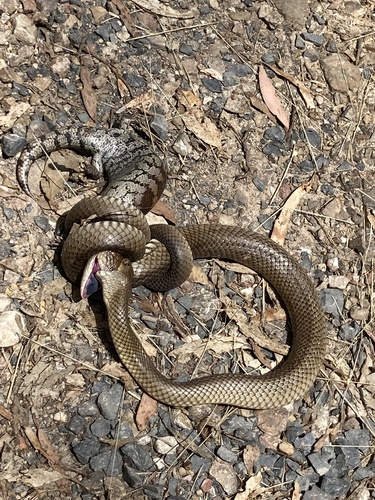 Eastern Brown Snake, Sugarloaf Ward, Christmas Hills, VIC, AU, photo 9 of 10
