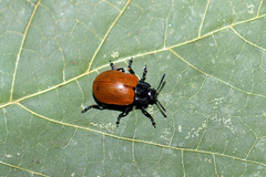 Chrysomela populi