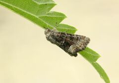 Oligia strigilis