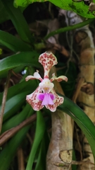 Vanda tricolor