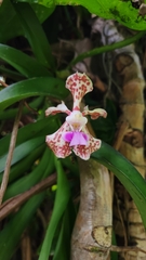 Vanda tricolor