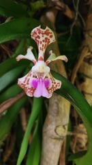 Vanda tricolor