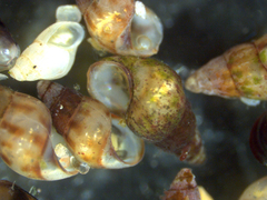 Barleeia unifasciata