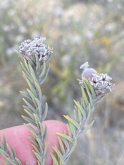 Phylica odorata
