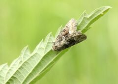 Oligia strigilis