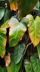 Philodendron erubescens