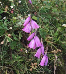 Dierama pendulum