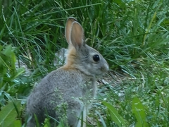 Oryctolagus