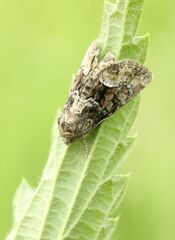 Oligia strigilis
