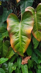Philodendron erubescens
