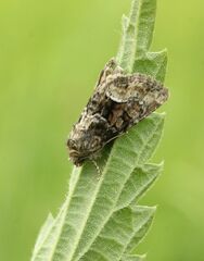 Oligia strigilis