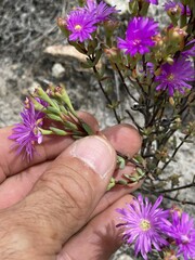 Lampranthus falcatus