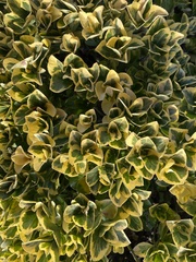 Euonymus