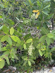 Laguncularia racemosa
