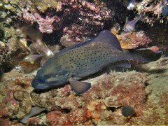 Acanthistius serratus