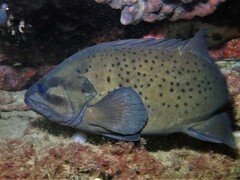 Acanthistius serratus