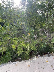 Laguncularia racemosa