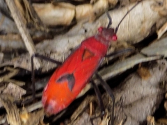 Leptocoris