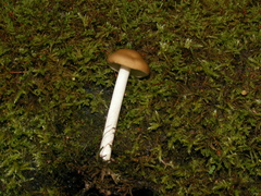 Melanoleuca strictipes