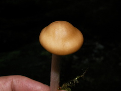 Melanoleuca strictipes