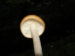 Melanoleuca strictipes