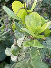 Anacardium