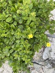 Pentalinon luteum