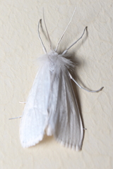 Rupela