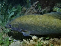 Psammoperca datnioides