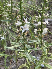 Coutoubea spicata