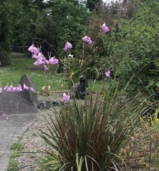 Dierama pendulum