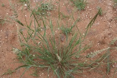 Enneapogon cenchroides